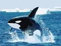 orca breaching