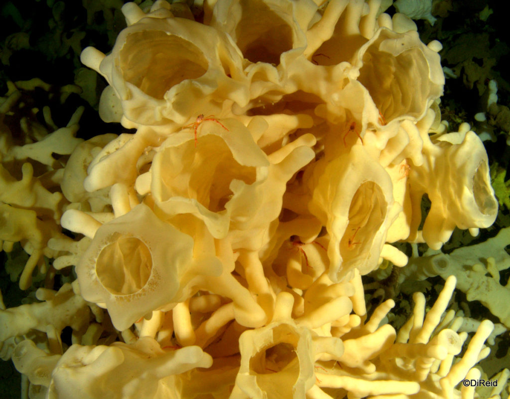 Glass sponge reef