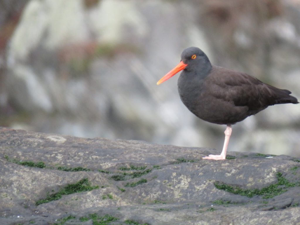 Oyster catcher in Howe Sound