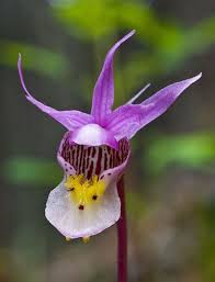 calypso orchid
